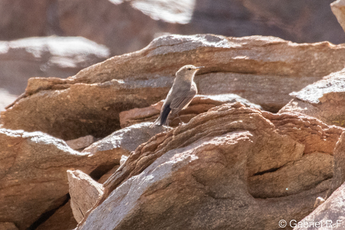Spot-billed Ground Tyrant (Muscisaxicola maculirostris), photo 6