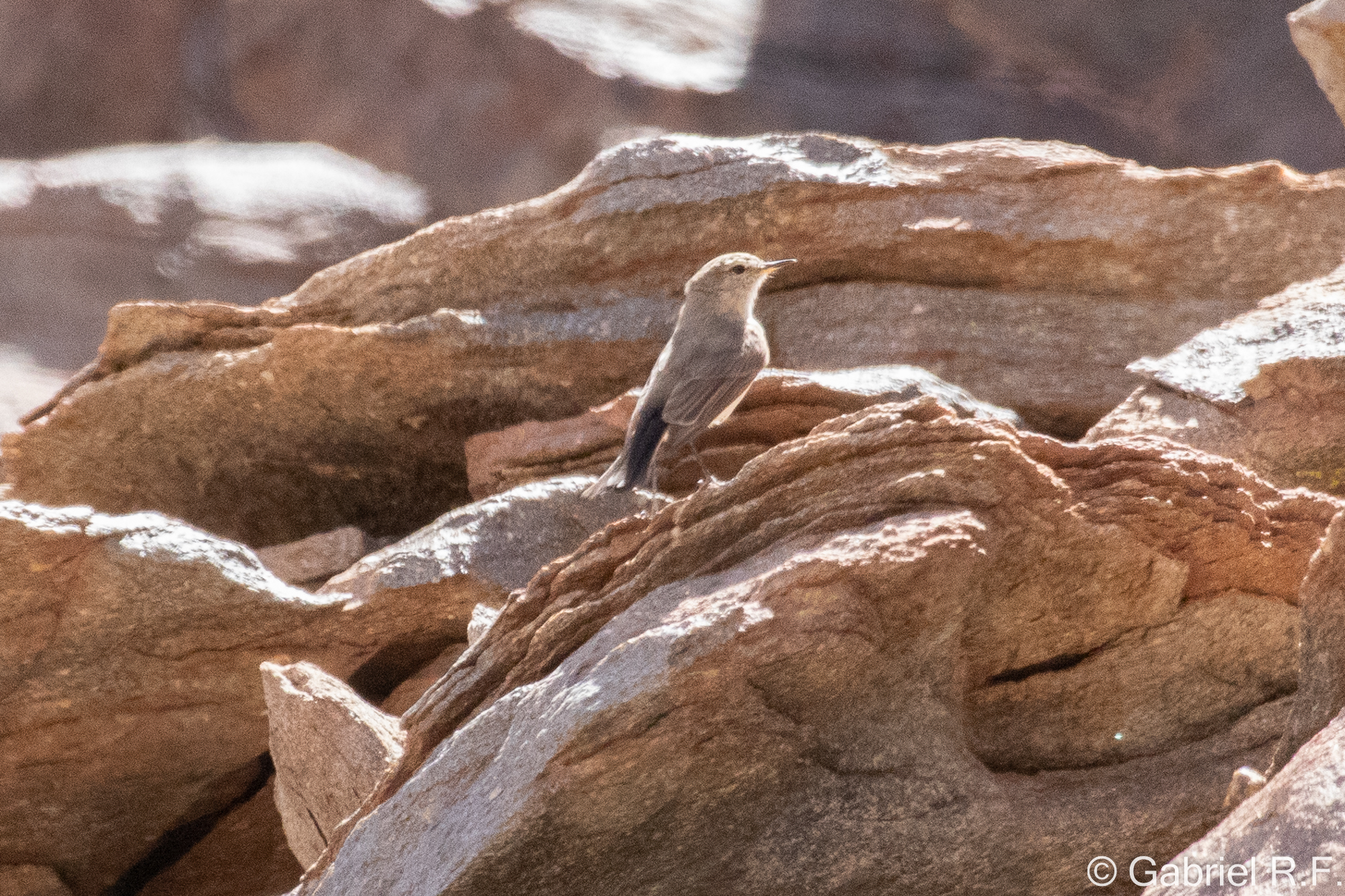Spot-billed Ground Tyrant (Muscisaxicola maculirostris), photo 8