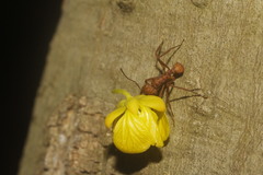 Acromyrmex octospinosus