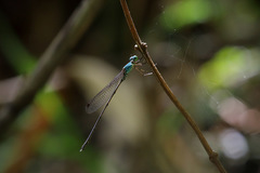 Indolestes vitiensis