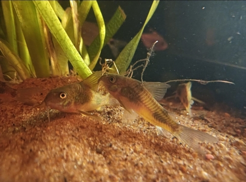 Olive cory (Corydoras ehrhardti) — Callichthyidae
