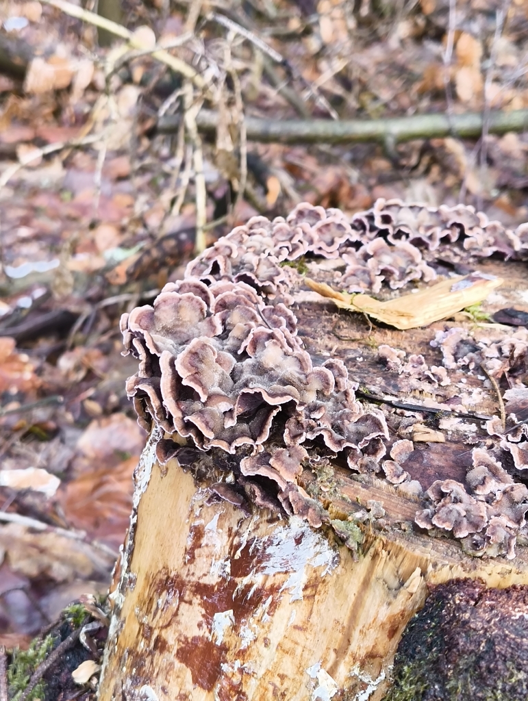 Chondrostereum purpureum · February 2026 · photo: © pascaledel (iNaturalist, cc-by)