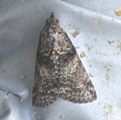 Lophoptera hemithyris