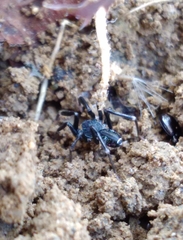 Liophrurillus flavitarsis