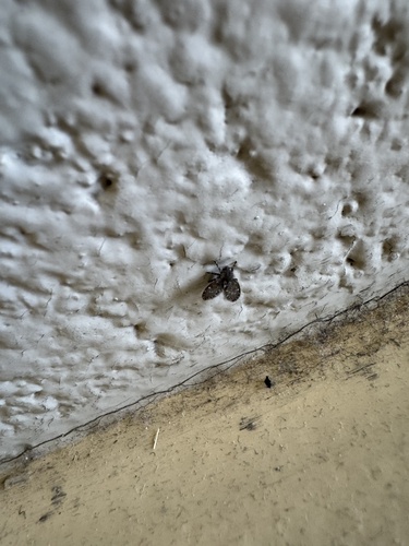Unknown species found near The Pennsylvania State University, State College, PA, US