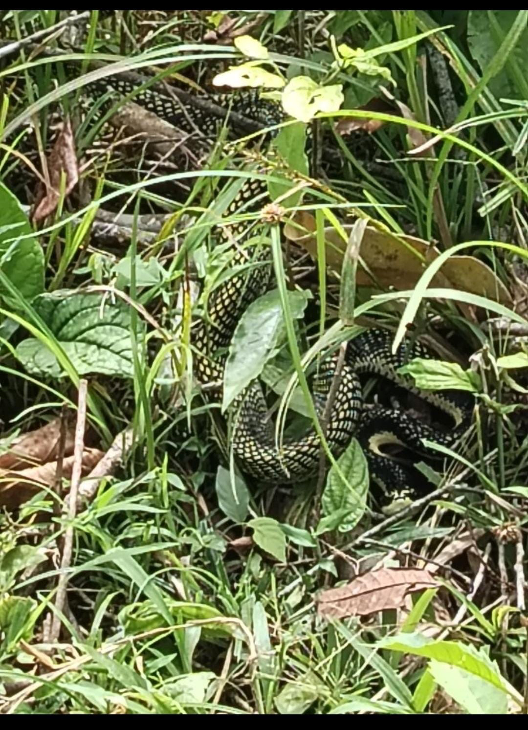 Shropshire's Puffing Snake photo 7