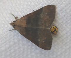 Avatha discolor