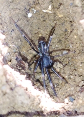Liophrurillus flavitarsis
