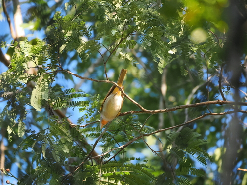 Rose-throated Tanager (Piranga roseogularis), photo 2