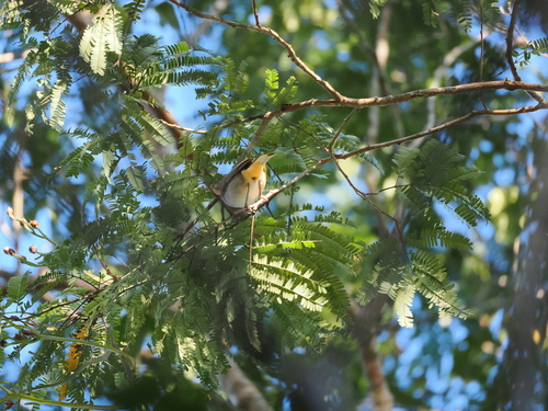 Rose-throated Tanager (Piranga roseogularis), photo 6