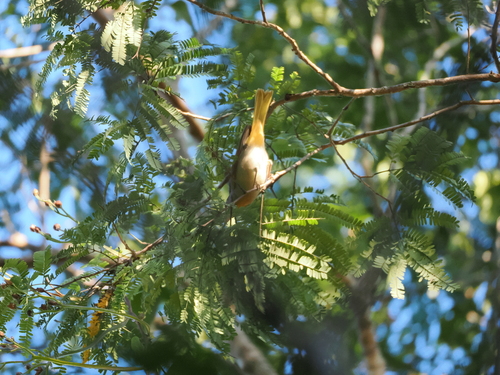 Rose-throated Tanager (Piranga roseogularis), photo 7