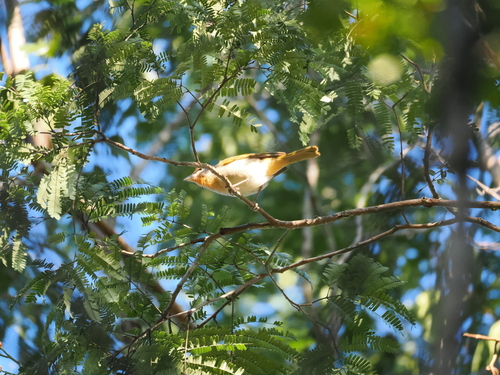 Rose-throated Tanager (Piranga roseogularis)