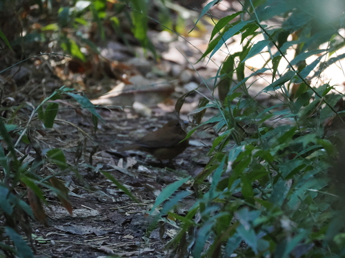 Blue Bunting (Cyanocompsa parellina), photo 6