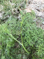 Spermolepis divaricata