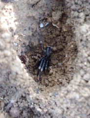 Liophrurillus flavitarsis