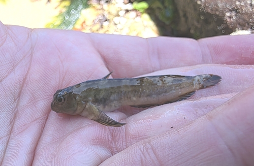 Scartella cristata