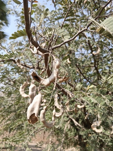 Tamarind