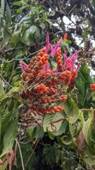 Aphelandra sinclairiana, photograph (c) Yu, some rights reserved (CC BY-SA)