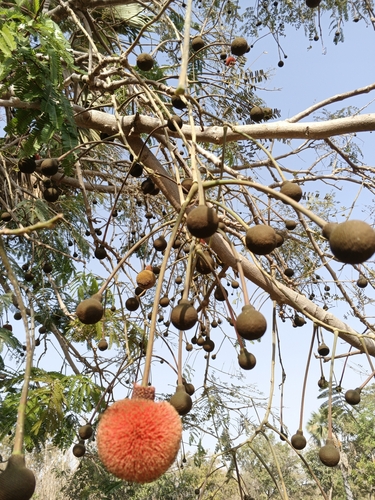 African locust bean