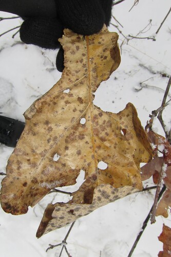 Unknown species found near Queens, NY, USA
