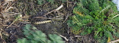 Tripleurospermum inodorum
