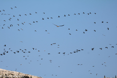 Leucocarbo bougainvillii