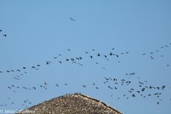 Leucocarbo bougainvillii