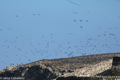 Leucocarbo bougainvillii