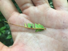 Parkia speciosa