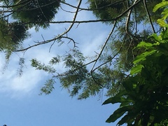 Parkia speciosa
