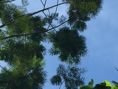 Parkia speciosa