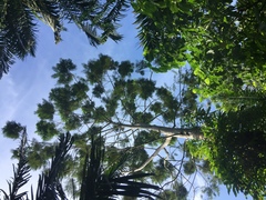 Parkia speciosa