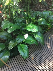 Spathiphyllum cannifolium