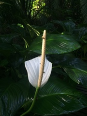 Spathiphyllum cannifolium