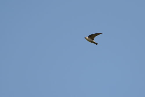 Pale Crag Martin (Ptyonoprogne obsoleta), photo 5