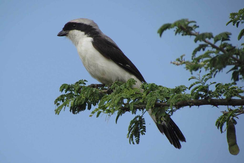 Gray-backed Fiscal photo