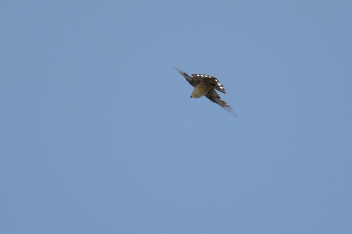 Pale Crag Martin (Ptyonoprogne obsoleta), photo 6