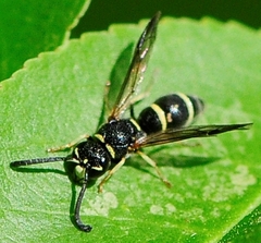 Parancistrocerus pensylvanicus