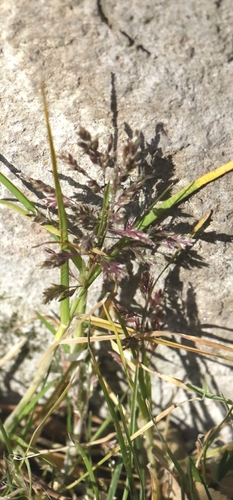Poa supina, photograph 2