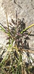 Poa supina, photograph author not stated, no rights reserved