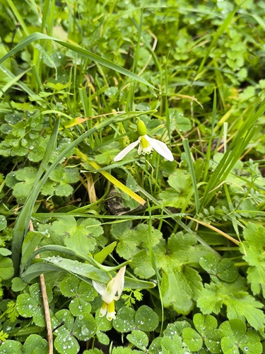 Galanthus gracilis, photograph 3