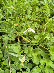 Galanthus gracilis, photograph (c) Umut Nuri Erdoğan, some rights reserved (CC BY)