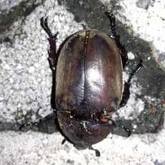 Trypoxylus dichotomus