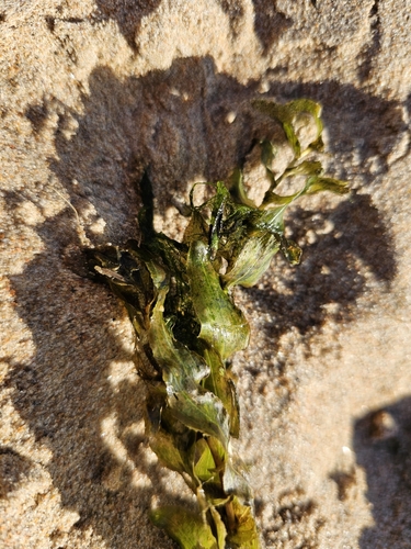 Perfoliate Pondweed (Potamogeton perfoliatus)
