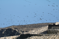 Leucocarbo bougainvillii