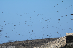 Leucocarbo bougainvillii