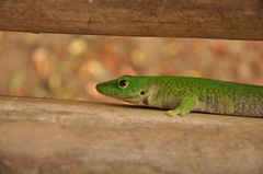 Phelsuma kochi