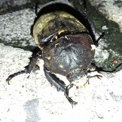 Trypoxylus dichotomus