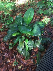 Spathiphyllum cannifolium