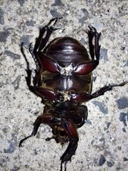 Trypoxylus dichotomus